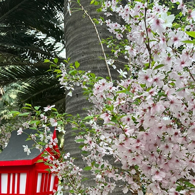 ガーデンズ・バイ・ザ・ベイの桜